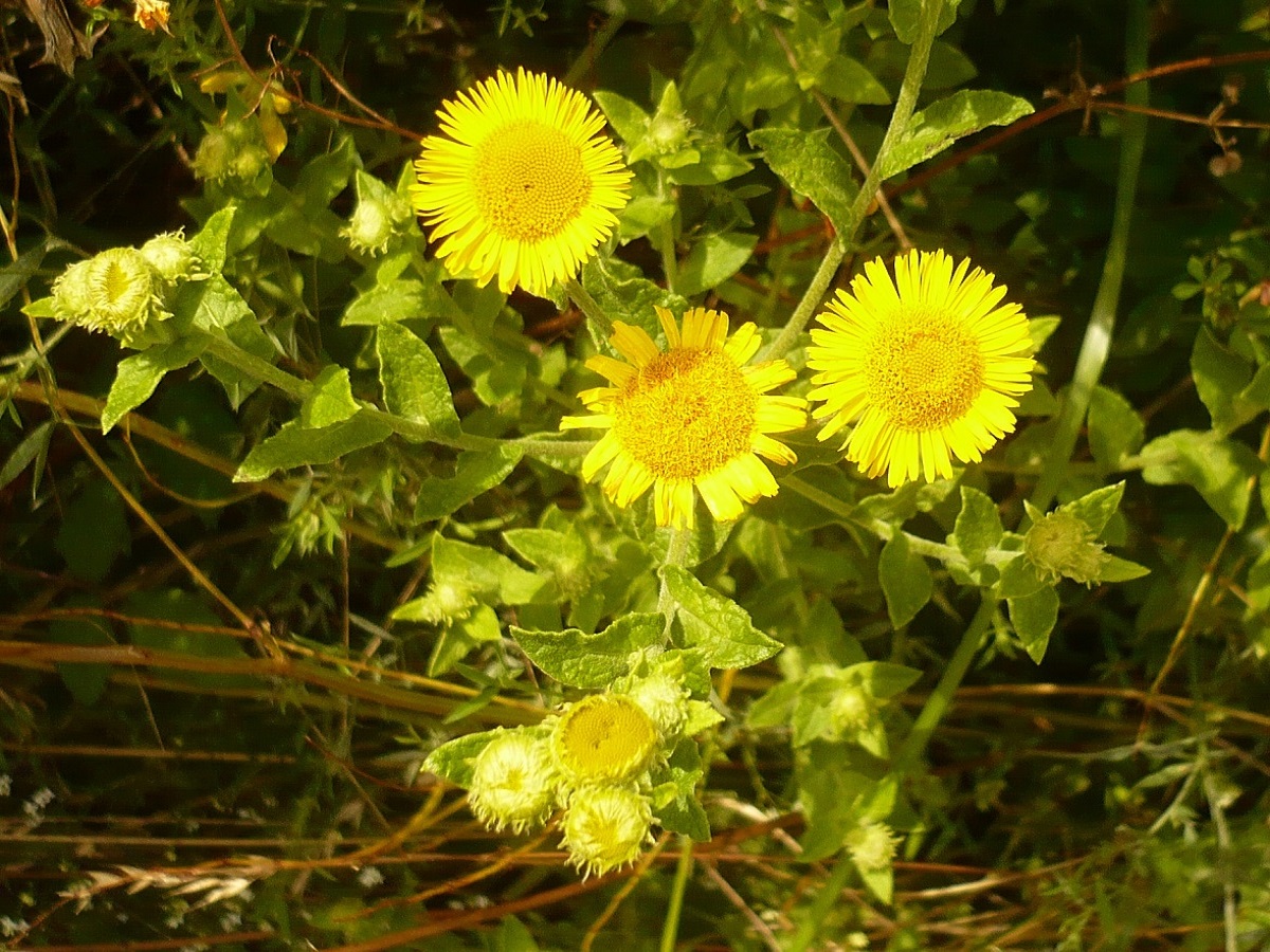 Pulicaria dysenterica (Asteraceae)